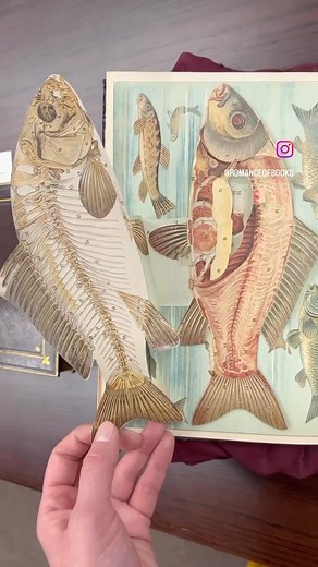 Sarah Finn on Instagram: "Anatomy of carp fish from 1916 featuring fold out details! ‘La carpe (anatomie et dissection): planches coloriées à feuillets découpés et superposés’ by Jules Philippe Louis Anglas. I saw this at UW-Madison’s Special Collections @uwmadspec. #foldoutanatomy #animalanatomy #animalanatomydrawing #fish #fishart #fishpainting #fishprint #anatomy #romanceofbooks #naturalhistory #scientificart #vintagebook #paperengineering #movablebooks #bookstagram #movablebooksociety"