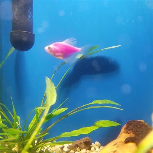 Cat's movie Underwater life Fish #animation #cute #cat #art