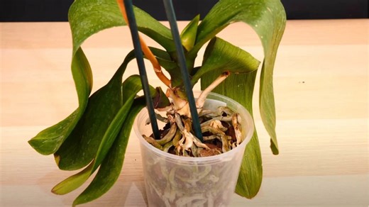 8 Signs Your Orchids Are Struggling