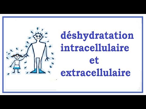 déshydratation intracellulaire et extracellulaire