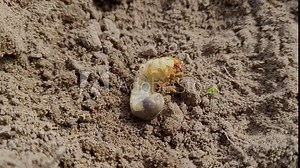 Close up of white grub Chafer burrowing into the soil. The larva of a chafer beetle, sometimes known as the May beetle, June bug or June Beetle