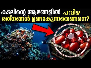 Coral Stone Formation: The Ocean's Greatest Builder