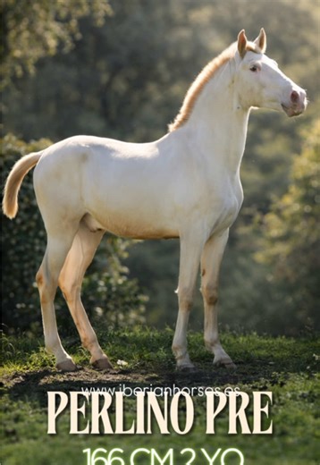 Perlino Purebred Spanish colt, 23 months old, with a height that already reflects structure, balance, and strong sport potential. He stands out for his spectacular perlino coat, bright and eye-catching, combined with a sweet expression and intelligent look. His conformation is harmonious, with a well-shaped neck, solid topline, and a well-developed croup that suggests future power. In movement, he shows scope, elasticity, and a very natural mechanics for his age. You can clearly see how he has b
