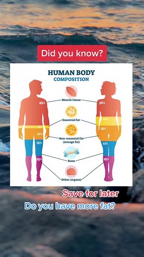 Understanding Human Body Composition: Muscle Mass, Body Fat, and Anatomy