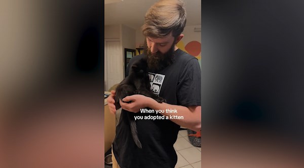 Couple Adopts Kitten, Unprepared For What She Becomes