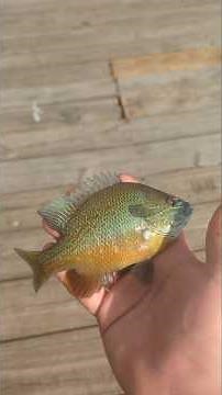 part 1 awesome day fishing on Conroe #fishing #fishinglife #outdoors #fyp #viralvideo