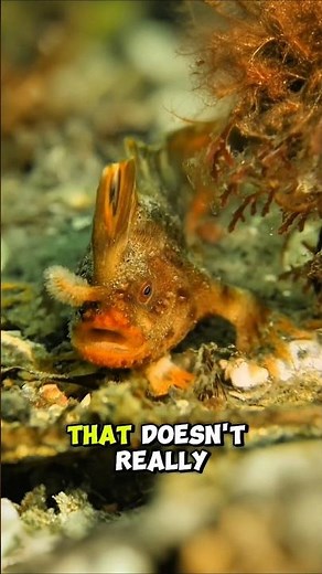 🐟 The Red Handfish: The Weird Walking Fish You’ve NEVER Seen Before! 😱