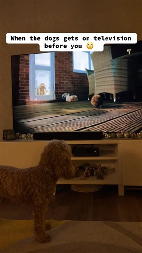 Dogs Make Their TV Debut in Wild London