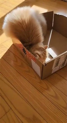 Persian Cat's Box Jump Surprise! 🐱📦 #CatFun #PersianCat #JumpingCat
