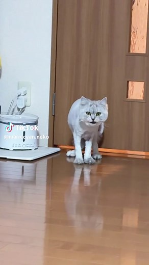 いままで毛で見えなかったけどこんな歩き方だったんだね #ラガマフィン #猫のいる暮らし #猫可愛い #猫好きさんと繋がりたい #マリーちゃんの日常 #おしゃれキャット #サマーカット猫