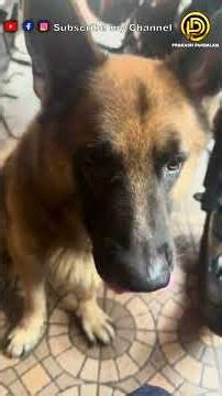 😁 കൊതിയൻ ചെക്കൻ ടോബി #germanshepherd #pets #malayalam