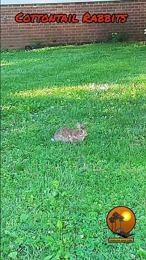 The cottontail rabbits || #natureandlife #nature