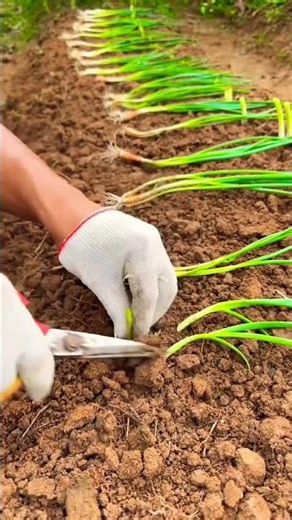 Smart Trick To Plant Spring Onions 🧅 🌿!#shorts #gardening