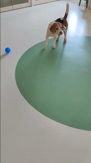 Beagle Dog For Adoption - 8 Years, Google from Puchong , Selangor