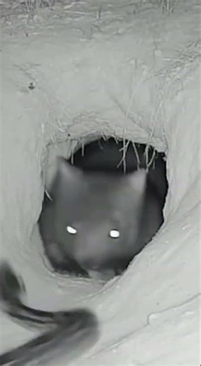 The Python Hit the Den Fast