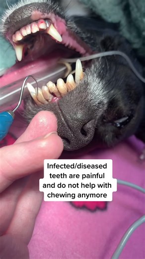 Infected Teeth Removal for Dogs: A Veterinarian's Guide