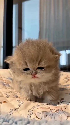 Sweet, playful, and ready to be loved #ResponsibleAdoption #PetRehoming #AdoptionInquiry #ForeverFamily #CatRescueStyle