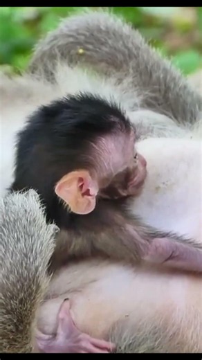 Life of Monkeys: The baby monkey was startled when it heard the sound of an unfamiliar bird.