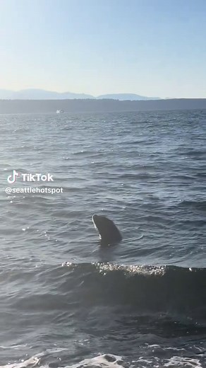 Edmonds Waterfront: Sea Lion & Wildlife Views