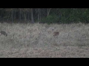Hammering a doe with a .243 and 80 grain TTSX Barnes