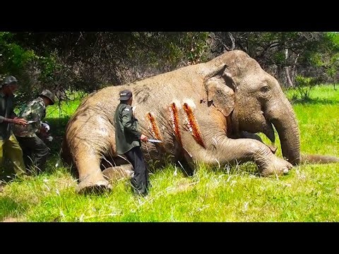Elephant was shot in the stomach by a trap 😢😢 #elephant #animalplanet