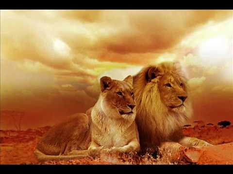► Beautiful Lion Wallpaper Images / Best Free Wild Animal Screensaver Pictures ◄