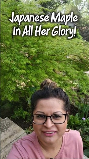 Must See Japanese Maple #2026Garden