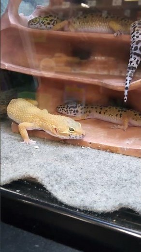 Leopard Geckos In Petco 2025