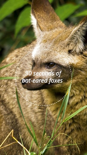 Meet the bat-eared fox! 🦊 Did you know their ears can grow up to 13cm long ❓ These oversized ears provide exceptional hearing, which helps them detect even the slightest underground movements of insects like termites and dung beetles 🐜. Insects make up 80% of their meals, which means bat-eared foxes are vital pest controllers. But their ears aren’t just for listening! They also help regulate body temperature, helping to stay cool in warm, dry habitats. 💚 Bat-eared foxes also form strong, life