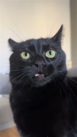 cat VS mirror #shorts #funny #youtubeshorts