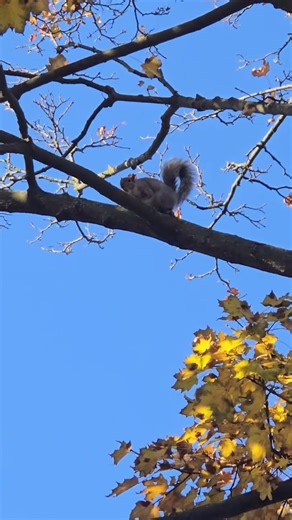 Why Squirrels Make So Much Noise 🐿️ #squirrel #squirrelsounds #nature #canada #animals #wildlife