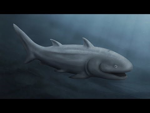 【鬼谷说】辐鳍鱼类：亿年老苟，坟头舞王