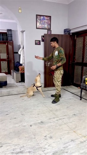Labrador puppy training BASIC #labrador #labradorretriever