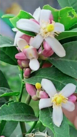 তওবা করে ফিরে এলে আল্লাহ জান্নাত দেন, জানেন!!! Anisur Rahman #islamic#viral#motivation #shorts