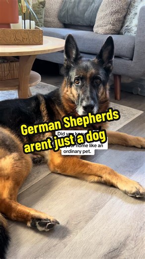 Did you know that German Shepherds don’t live in your home like an ordinary pet. Aurora is never just resting. She is always aware. German Shepherds are wired to observe and protect. That instinct is in their DNA. Do your research before bringing one home. Did you know how mentally active this breed is, even at rest.