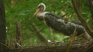 Black Stork Feeding in the Forest