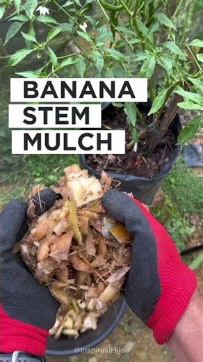 How to Use Banana Stem Mulch for Healthier Plants