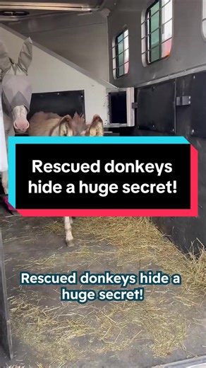 Two scared donkeys reveal a surprise no one expected 😱 Find Angela, Tony, Frankie, and Bella on Instagram: solsticesanctuary Follow Cuddle Buddies for more animal stories #donkeysoftiktok #donkeyrescue #donkey