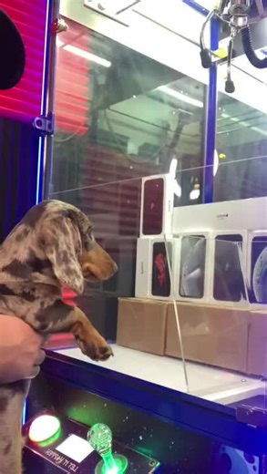 Clever Dog Wins Big at the Claw Machine