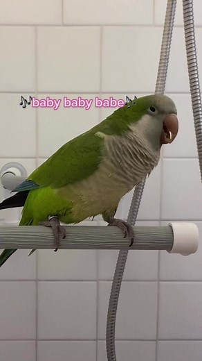 Bacon Pancakes Bird Singing Compilation | Cute Parrot Serenades