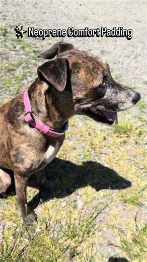 Best Dog Collar for Comfort & Durability 🐶 Soft PU Leather with Neoprene Padding #DogCollar #dogmom