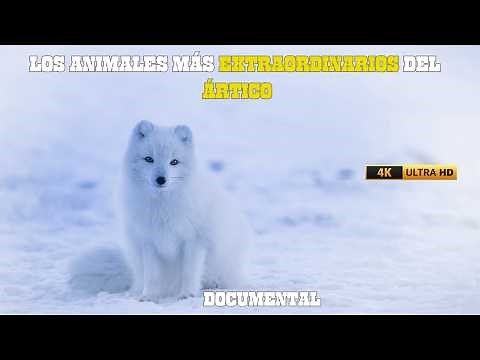EL ÁRTICO: Paraíso de ANIMALES Exóticos y LEGENDARIOS | DOCUMENTAL COMPLETO