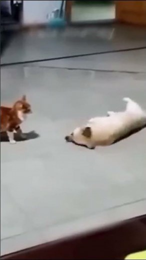 Dogs React To The Funniest Surprises Ever