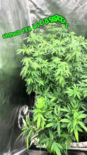 This One Tool DOUBLED My Yields… 🌱🔥