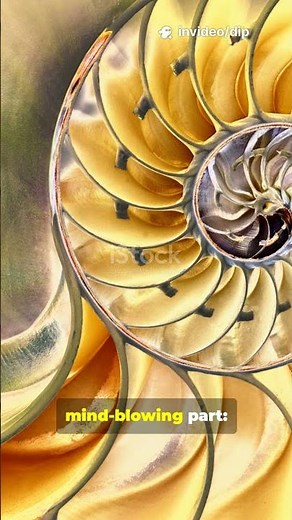 🌊 The Secret Math Behind Oyster Shells!! #NatureDesign #FibonacciInNature#ScienceShorts#OysterShell