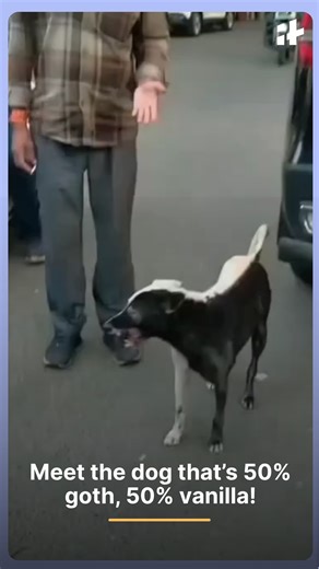 50% goth 50% vanilla = 100% good boy A dog with a perfectly split black-and-white face is taking over the internet! Netizens can’t get enough of the ‘Oreo dog,’ calling him a mix of day and night, yin and yang, and pure pawfection. 🐾 #dogsofinternet #viralvideo #cutedog #funnyanimals #petsoftiktok #twotonedog #oreodog #goodboy #trending #adorablebaby | Indiatimes
