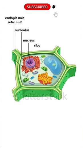 Plant Cell 3D Animation 🌱 | Class 11 Biology NEET 2026 | Easy Explanation #shorts