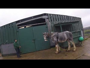 Ground Training with Albert the Shire Colt