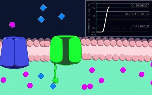 Action potential in the neuron animation 神经元的动作电位 | 动画演示