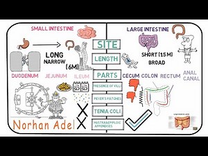 Small and large intestine